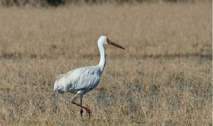 بازگشت دیگر بار امید به مازندران محیط زیست