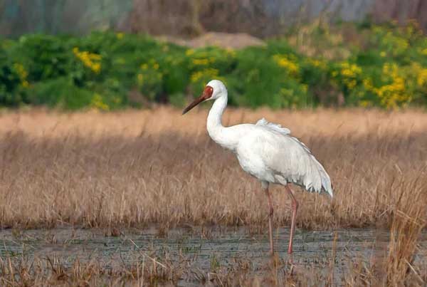 بازگشت دیگر بار امید به مازندران بازگشت دیگر بار امید به مازندران