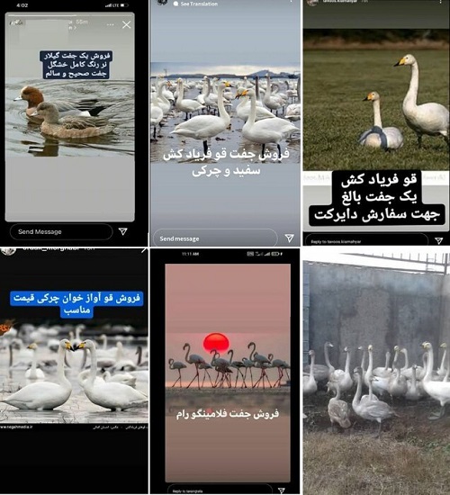 فروش قوهای مهاجر، جفتی ۲۵ میلیون! فروش قوهای مهاجر، جفتی ۲۵ میلیون!