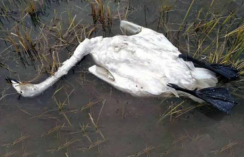 شکار قوهای مهاجر شکار قوهای مهاجر