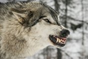 ترس از گرگ آدم خوار