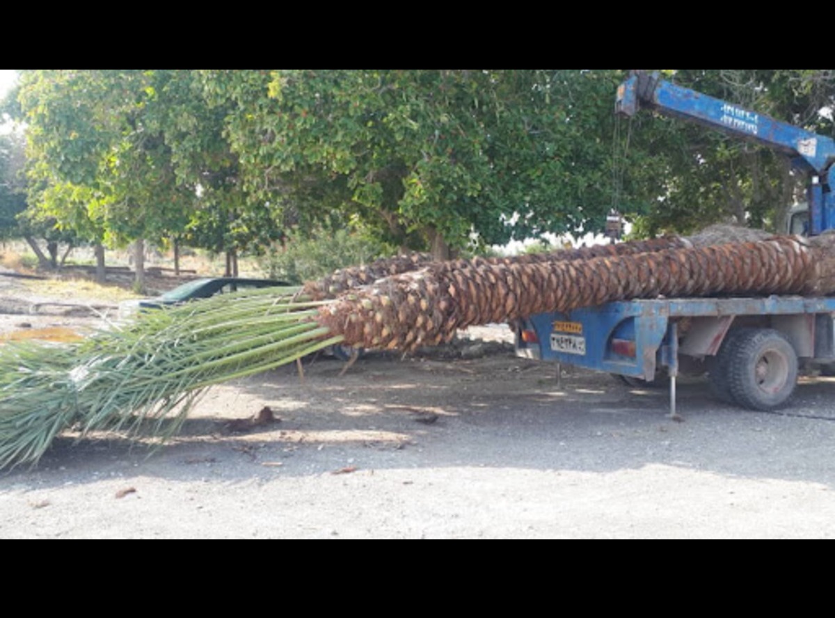 عوامل فروش نخل و قاچاق به کشورهای عربی عوامل فروش نخل و قاچاق به کشورهای عربی