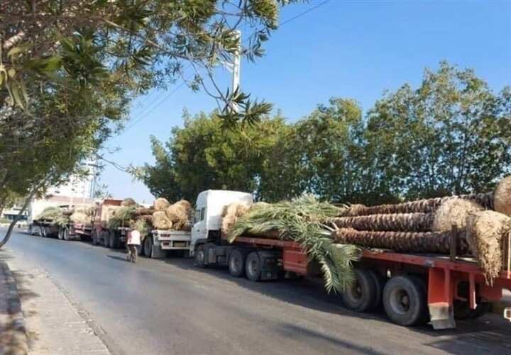 نخلهای صادراتی ایران به قطر برگشت خورد نخلهای صادراتی ایران به قطر برگشت خورد