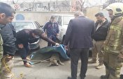 یک گرگ تهران را بهم ریخت/ آتش نشانان گرگ را زنده گرفتند