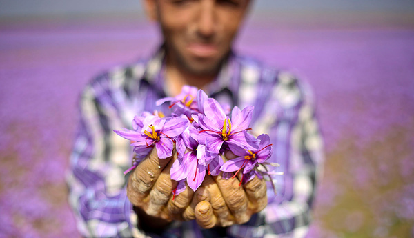 تولید-زعفران-در-سال-۱۴۰۱-ایدهآل-نخواهد-بود تولید زعفران در سال ۱۴۰۱ ایدهآل نخواهد بود