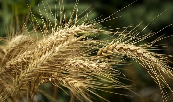 نان گران نمیشود قیمت نان