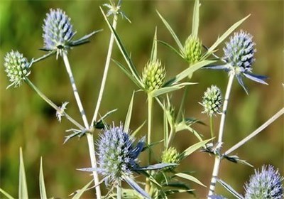 درمان درد پهلو و قفسه سینه با زول خراسانی درمان درد پهلو