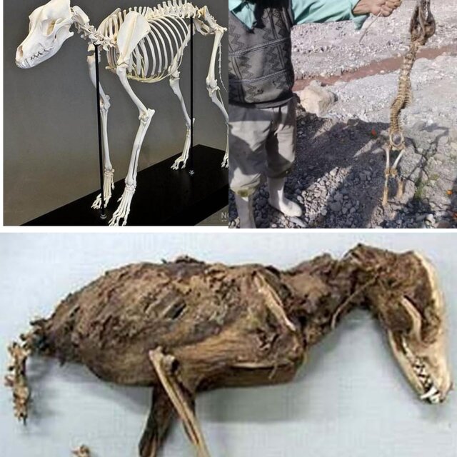 ماجرای اسکلت