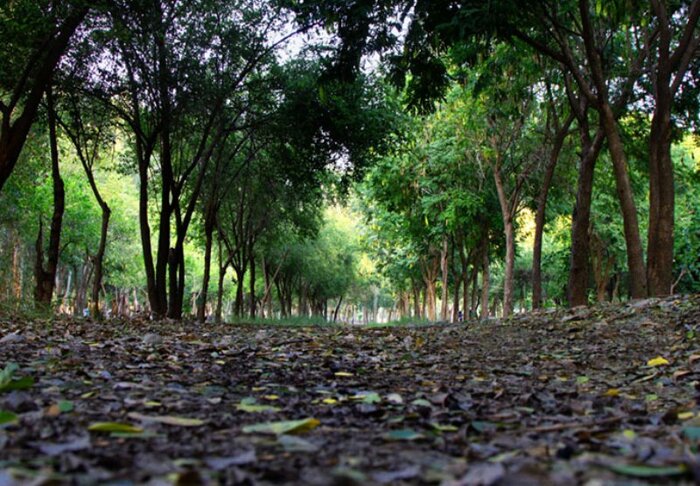 قطع غیرقانونی ۲۰۰ درخت در مرکز لرزهنگاری دانشگاه تهران قطع غیرقانونی ۲۰۰ درخت در مرکز لرزهنگاری دانشگاه تهران