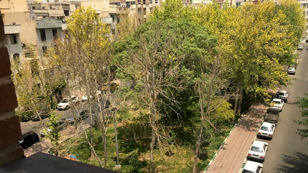 انتقاد عضو شورای شهر از قطع ۲۰۰ درخت توسط مرکز زلزلهنگاری انتقاد عضو شورای شهر از قطع ۲۰۰ درخت توسط مرکز زلزلهنگاری