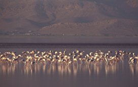 فلامینگوهای مهارلو - شیراز/ تصاویر