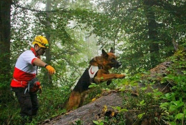 دختر جوان گمشده در جنگلهای عباس آباد هنوز پیدا نشده است دختر گمشده در جنگل
