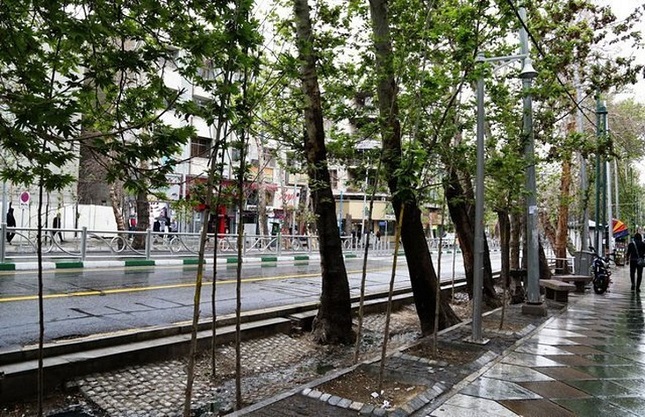 دزدان ۱۱۵ درخت را در تهران دزدیدند