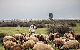 پتروشیمی میانکاله، صنعت مقابل طبیعت/ تصاویر