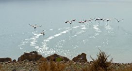 پرندگان مهاجر، مهمانان بهاری نیشابور/ تصاویر
