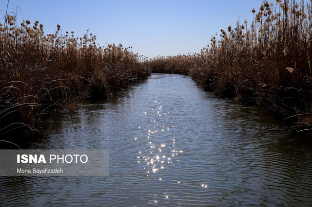 آتشسوزی در تالاب بینالمللی شادگان آتشسوزی در تالاب بینالمللی شادگان