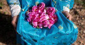 برداشت گل محمدی از باغات میمند/ تصاویر