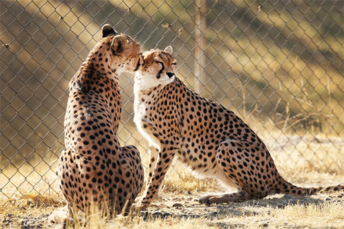 فرزندان ایران متولد شدند
