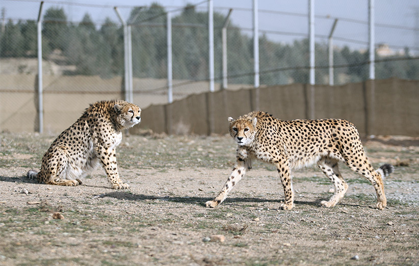 ایران عزادار شد