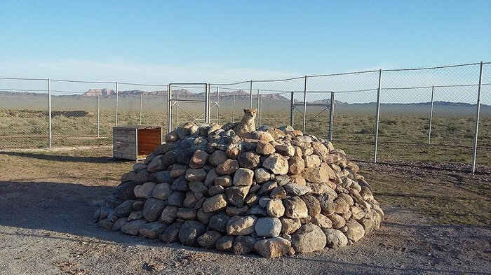 اختلال ژنتیکی یوزها را تهدید میکند؟ اختلال ژنتیکی یوزها را تهدید میکند؟