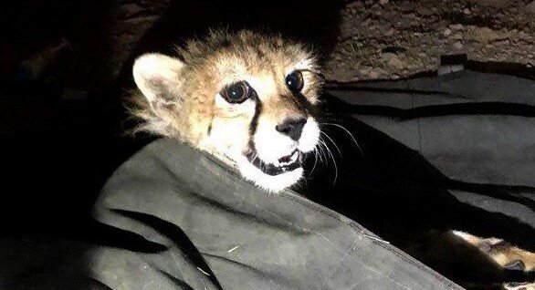 اختلال ژنتیکی یوزها را تهدید میکند؟ اختلال ژنتیکی یوزها را تهدید میکند؟