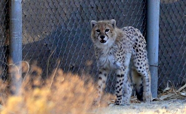 اختلال ژنتیکی یوزها را تهدید میکند؟ اختلال ژنتیکی یوزها را تهدید میکند؟