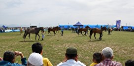 شانزدهمین جشنواره ملی زیبایی اسب اصیل ترکمن/ تصاویر