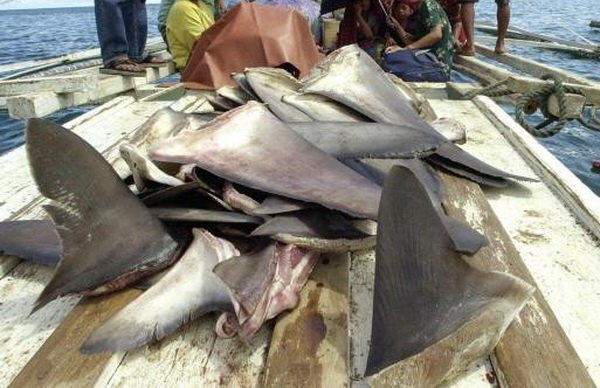 باله هزاران کوسه داخل کاسههای سوپ باله هزاران کوسه داخل کاسههای سوپ