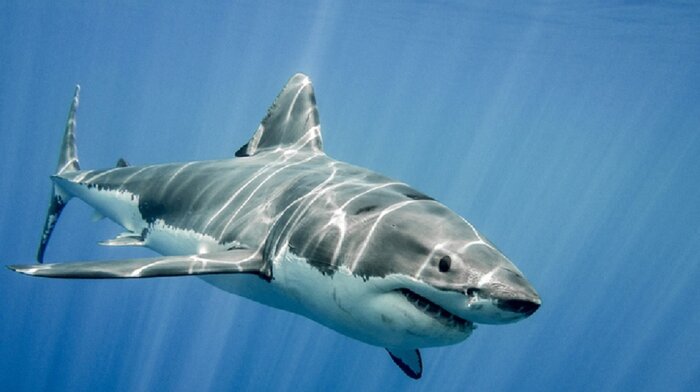 باله هزاران کوسه داخل کاسههای سوپ باله هزاران کوسه داخل کاسههای سوپ