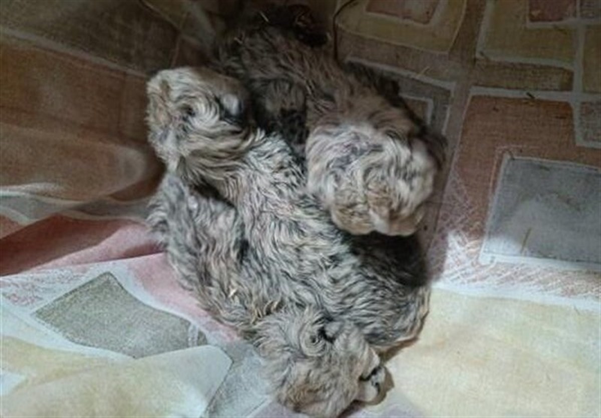 در زمینه نگهداری از توله یوزها خطا کردیم! در زمینه نگهداری از توله یوزها خطا کردیم!