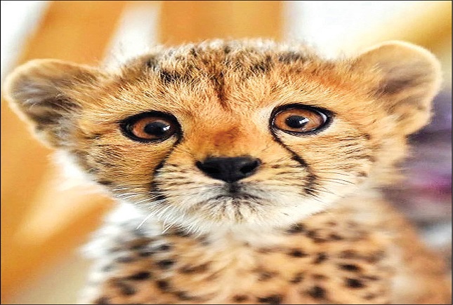 اما و اگرهای بقای سومین توله یوز ایرانی اما و اگرهای بقای سومین توله یوز ایرانی