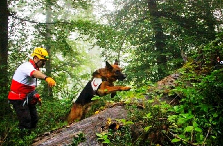 گمشدن دختر هفت ساله در جنگل 