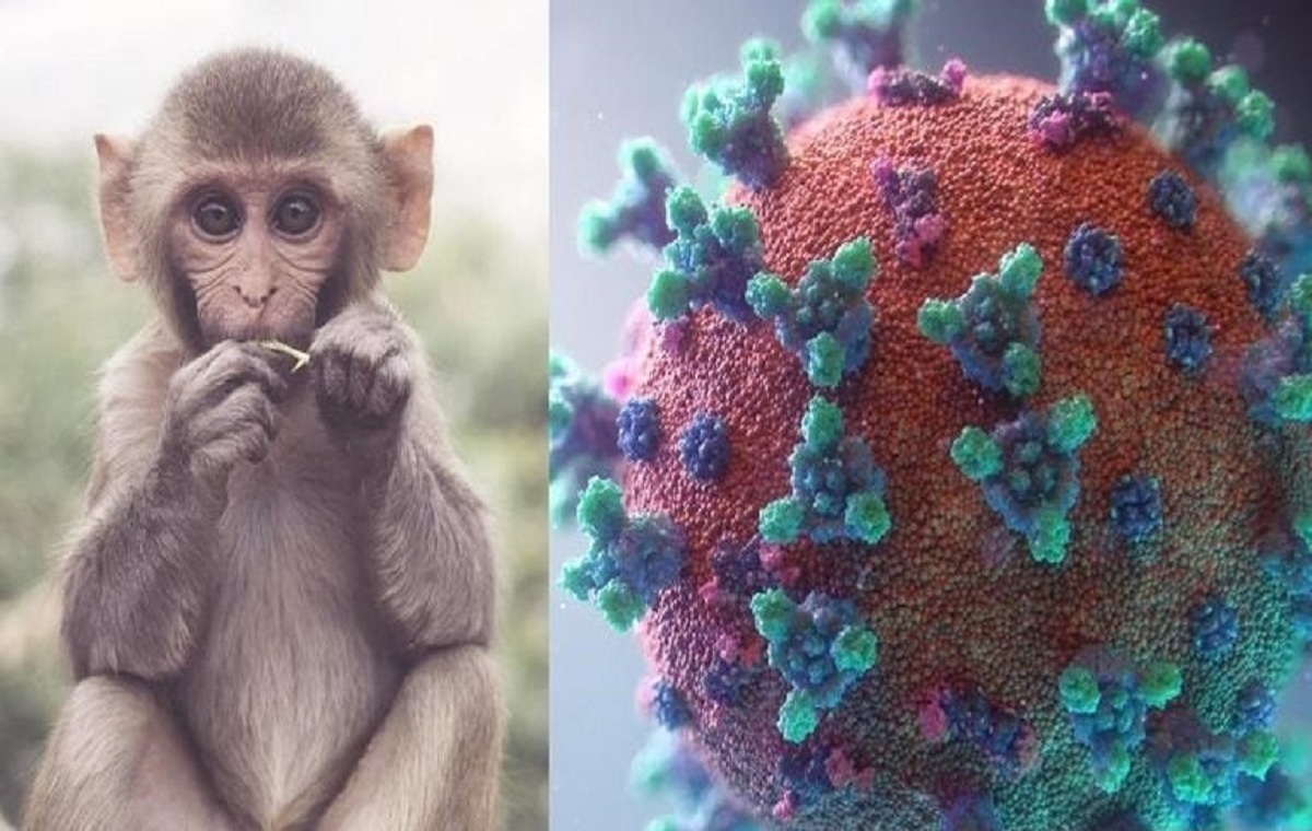 آبله میمون چیست؟ آبله میمون چیست؟