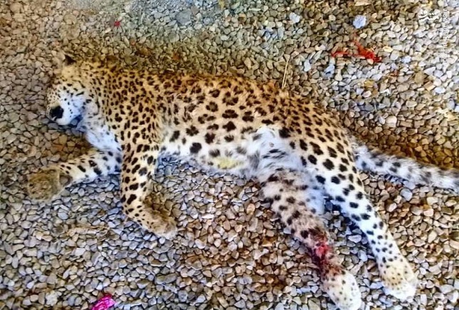 مرگ در عملیات زندهگیری مرگ در عملیات زندهگیری