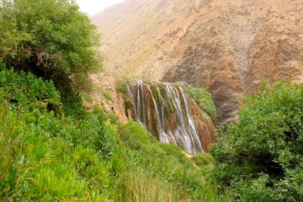 فواید بینظیر پونه کوهی را بشناسید فواید بینظیر پونه کوهی را بشناسید