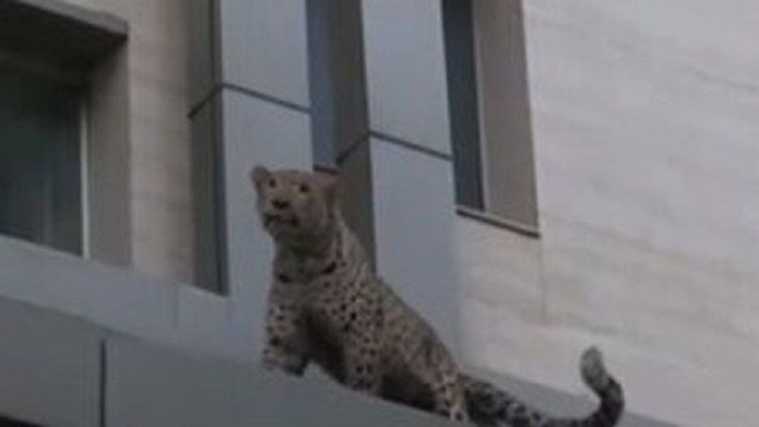 دلیل کشتهشدن پلنگ قائمشهر مشخص شد پلنگ قائمشهر