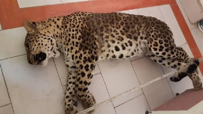 سرنوشت تلخ پلنگ قائمشهر پلنگ قائمشهر