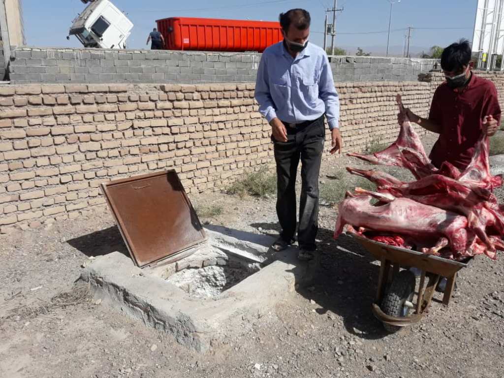 ذبح دام مردار براى فروش در قصابىها ذبح دام مردار