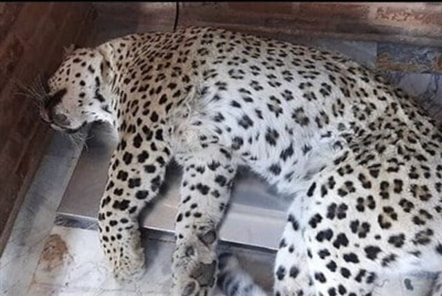 ضرورت تدوین شیوهنامه مدیریت ورود اتفاقی حیوانات وحشی به مناطق مسکونی ضرورت تدوین شیوهنامه مدیریت ورود اتفاقی حیوانات وحشی به مناطق مسکونی