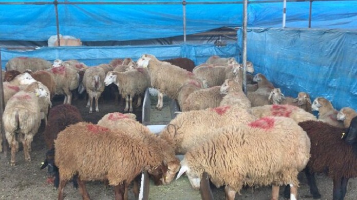 مراکز غیرمجاز عرضه دام در مولوی جمعآوری شد عرضه دام