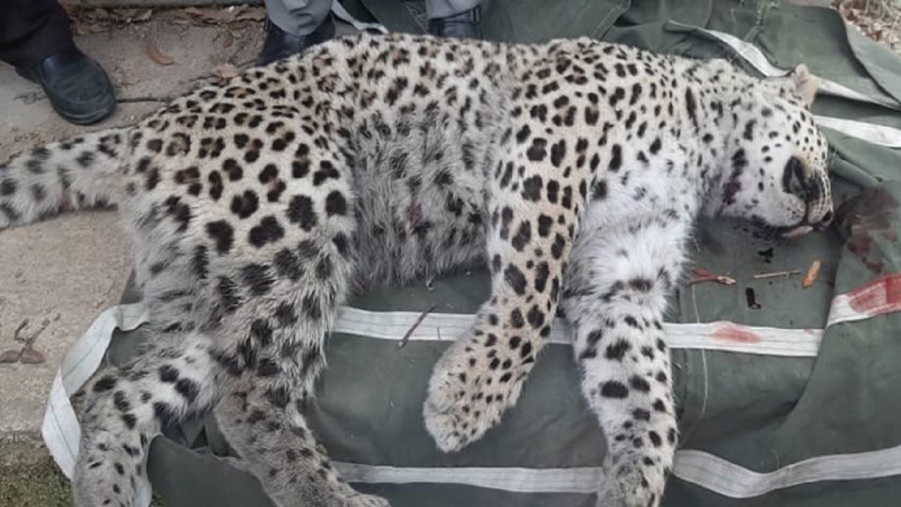 جای خالی افسران کنترل حیوانات در کشور