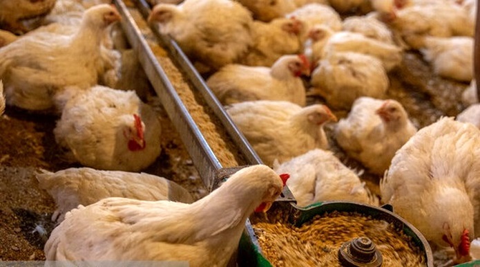 تزریق هورمون به مرغها واقعیت ندارد مرغداری