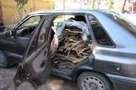 مردان درخت دزد 