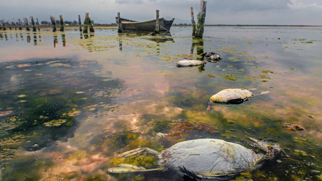 پروژه میانکاله پروژه میانکاله