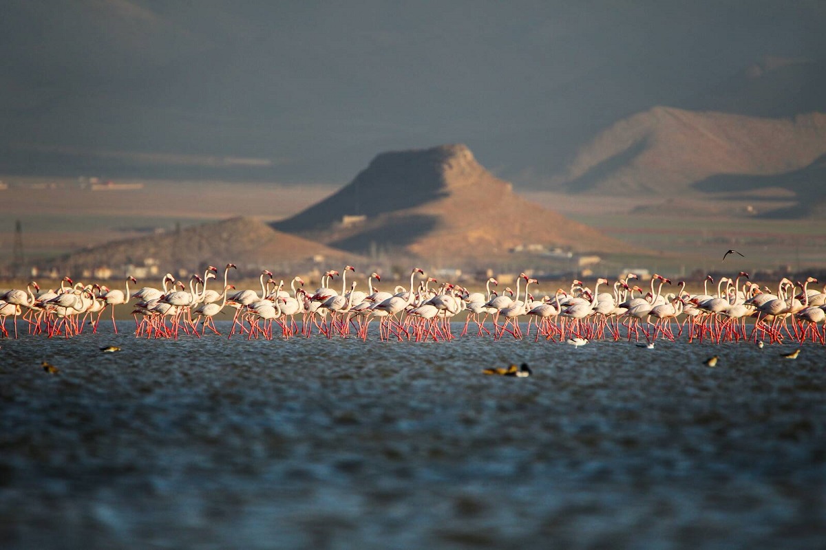 مرگ تالاب میقان