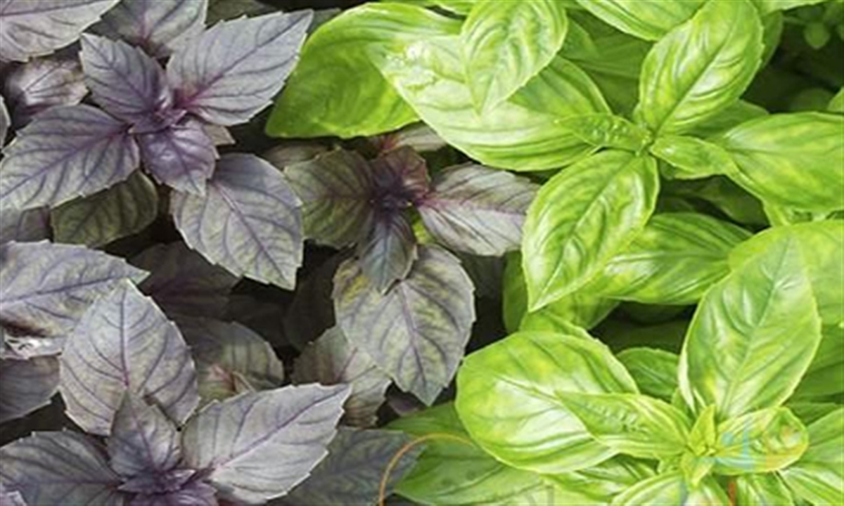 بهترین غذاها یا خوراکیها برای تصفیه خون بهترین غذاها یا خوراکیها برای تصفیه خون