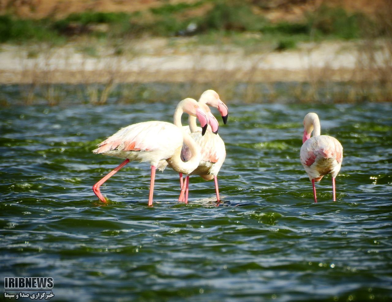 فرود فلامینگوها در آبگیرهای خراسان شمالی فرود فلامینگوها در آبگیرهای خراسان شمالی