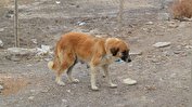 حمله سگ ولگرد به یک خانواده/ سگ انگشت دو نفر را خورد
