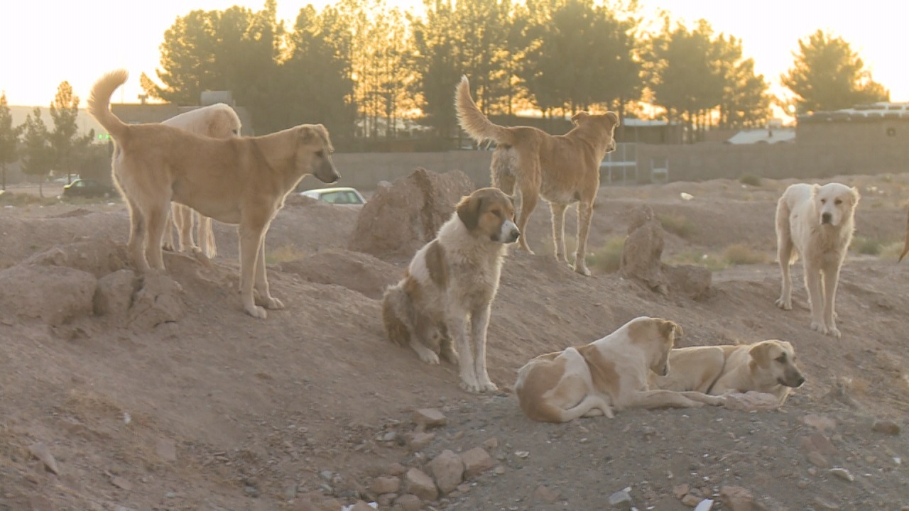 سگهای ولگرد قاتل جدید انسان ها/ مهمترین حملات مرگبار سگها به انسان سگهای ولگرد