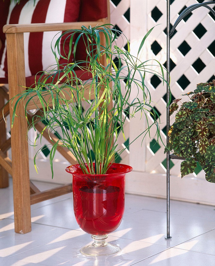 گیاهان آپارتمانی که به نور زیاد نیاز دارند